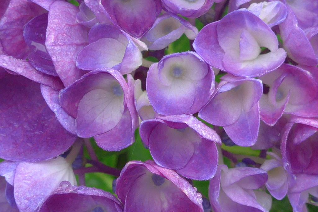 P1300721　紫陽花