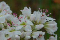 P1350837　蕎麦の花