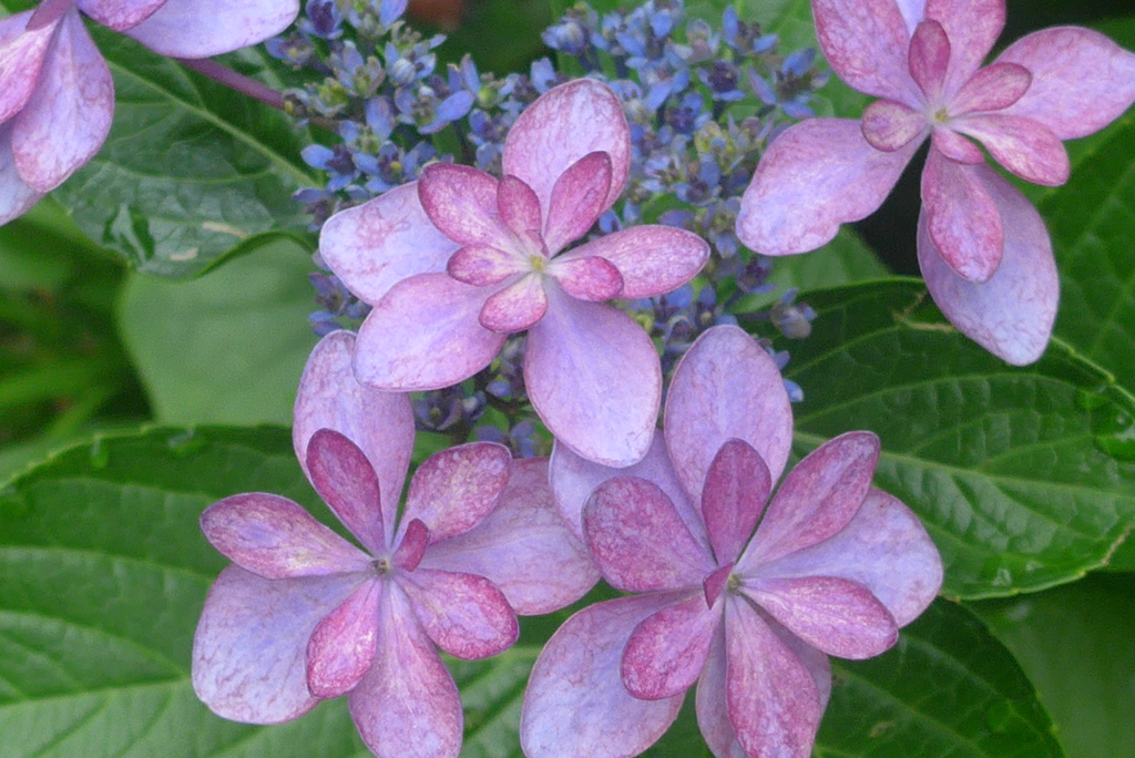 P1100395　へんげ(変化）