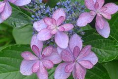 P1100395　へんげ(変化）