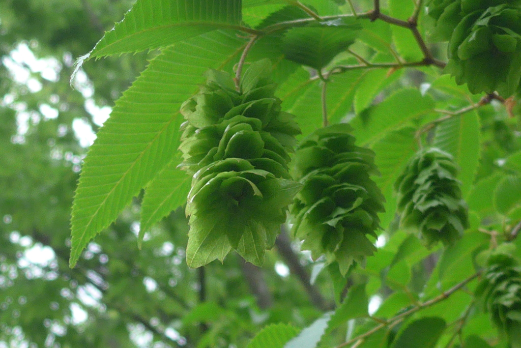 P1300112　みどり