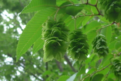 P1300112　みどり