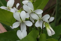 P1079848　誠実