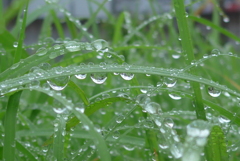 P1360450　雨上がり