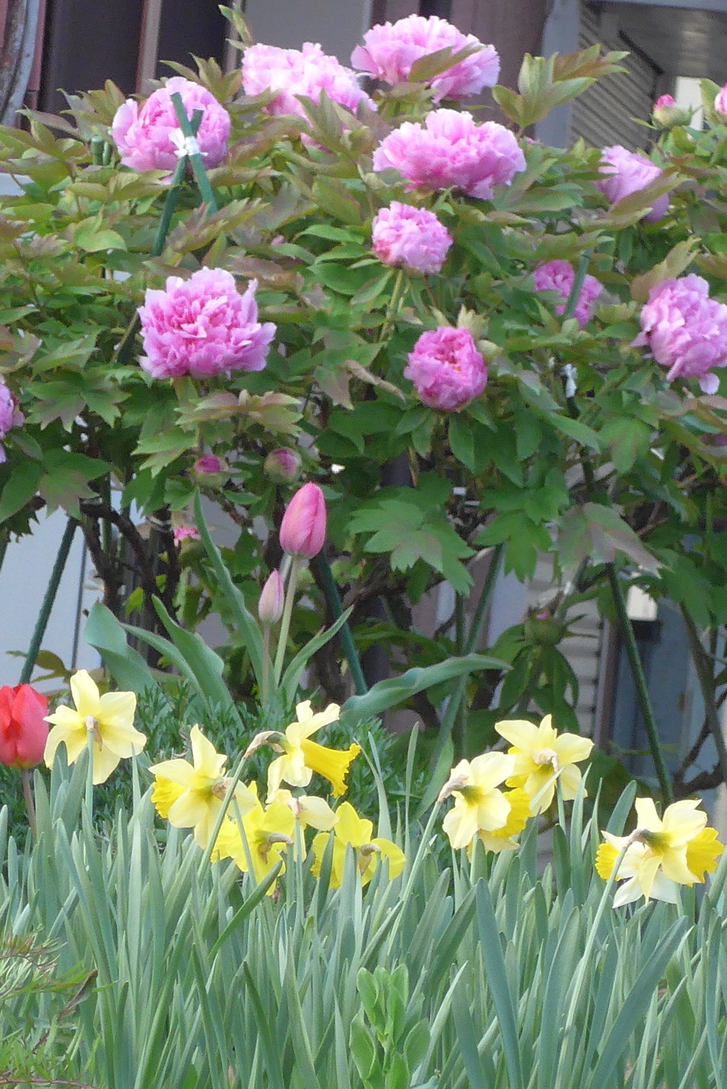 P1380145　春の花壇