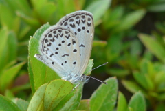 P1170657　かわいいチョウチョ