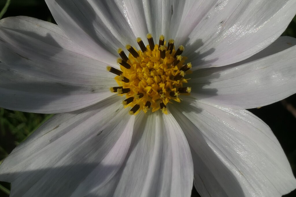 P1080797 (3)　コスモス