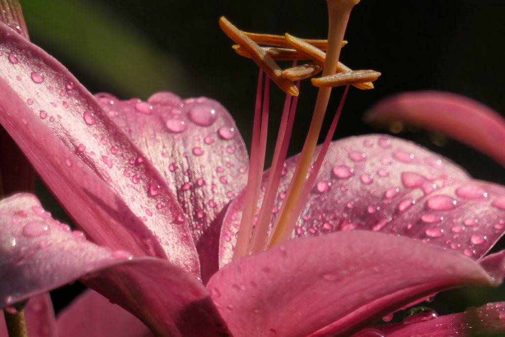 P1046389　雨上がりの朝に