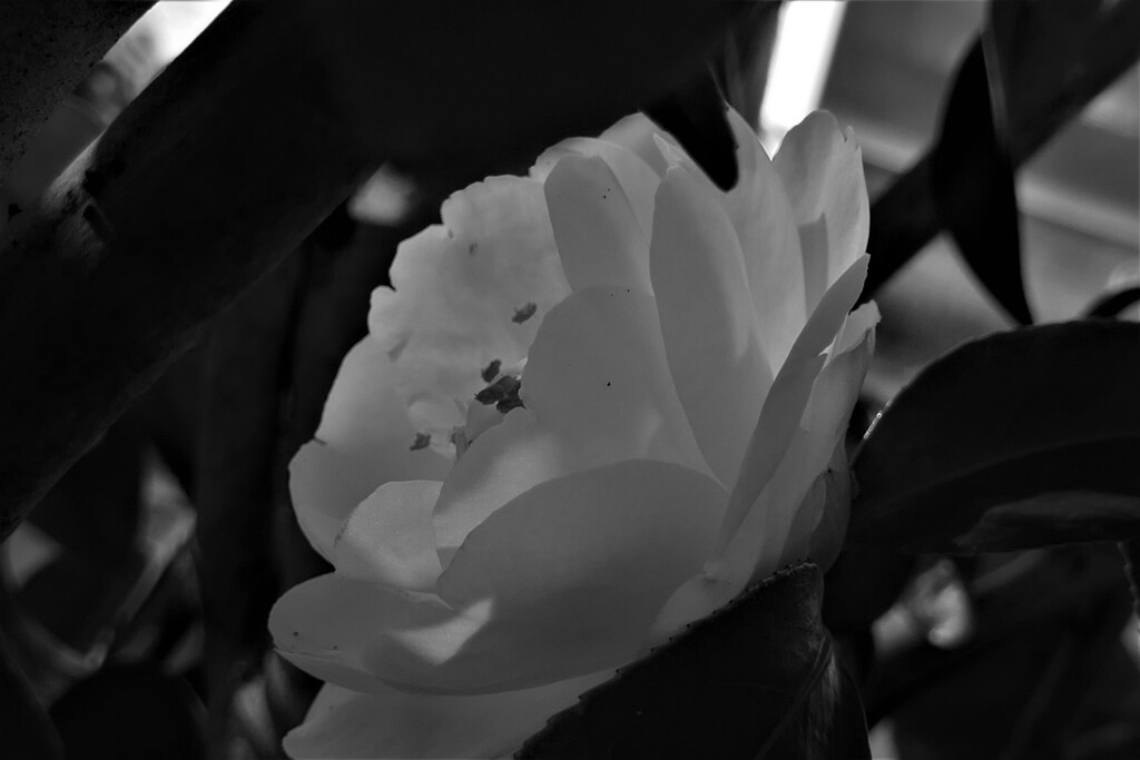 P1035253 (2)　白い椿