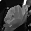 P1035253 (2)　白い椿
