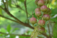P1100189　アセビの実