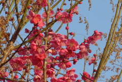 P1390435　春を告げる