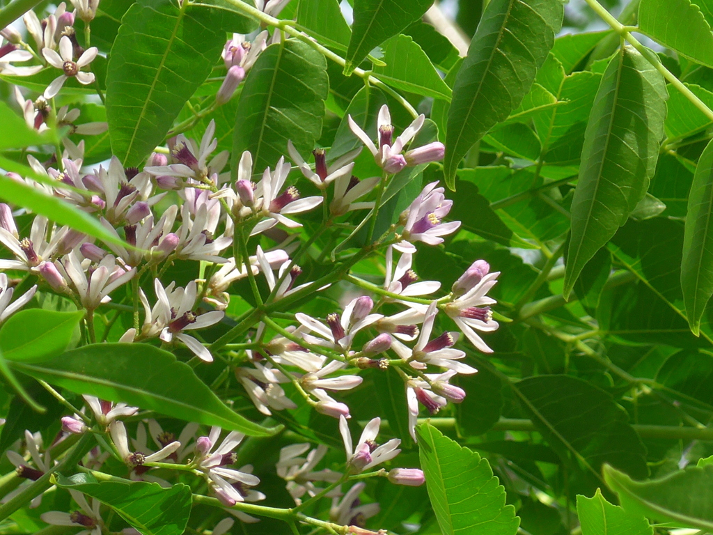 P1150810　風の中で…