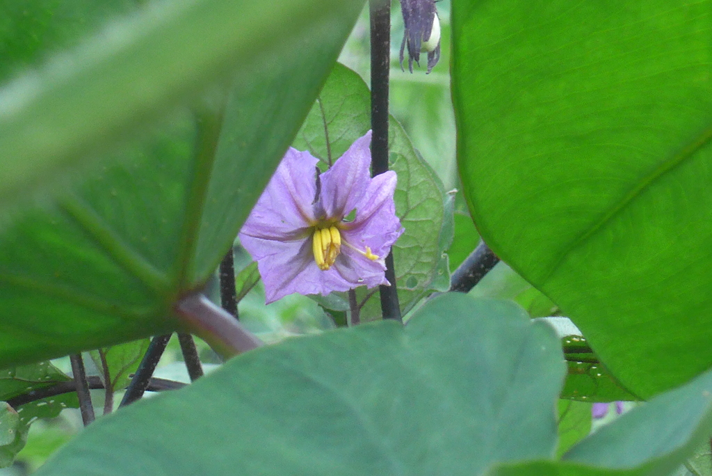 P1360307　ナスの花