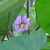 P1360307　ナスの花