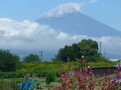 P1100166　タチアオイと富士山