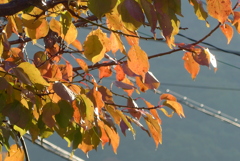 P1390248　秋色に