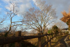 P1190582　朝の散歩道