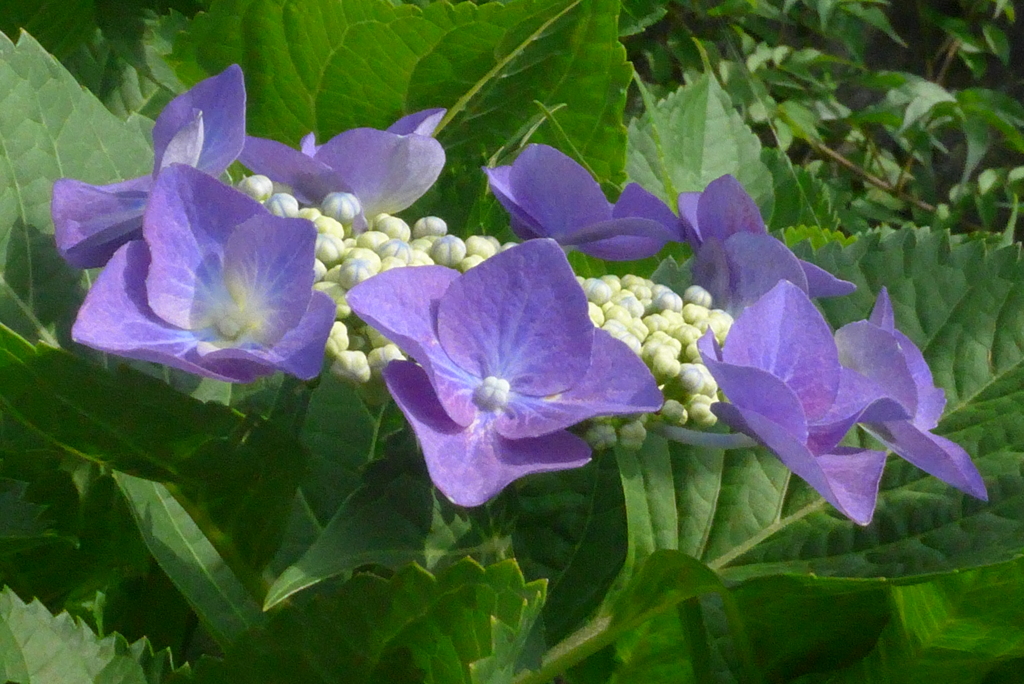 P1230315　あじさい