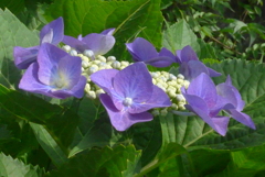 P1230315　あじさい