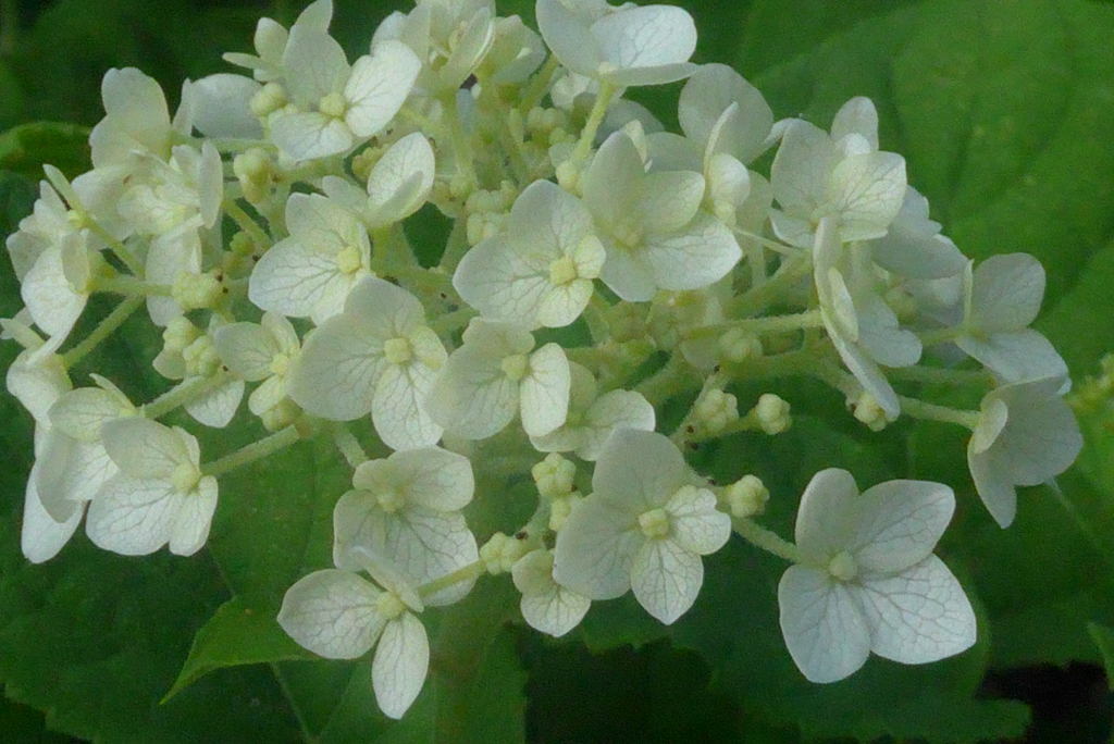 P1230805　アナベル