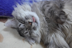 P1060785　ねむりねこ
