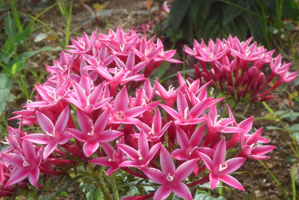 P1300886　希望がかなう（花言葉）