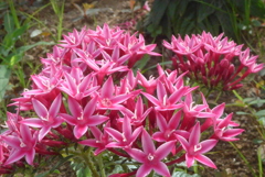 P1300886　希望がかなう（花言葉）