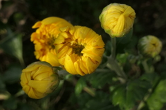 P1080927　つぼみ