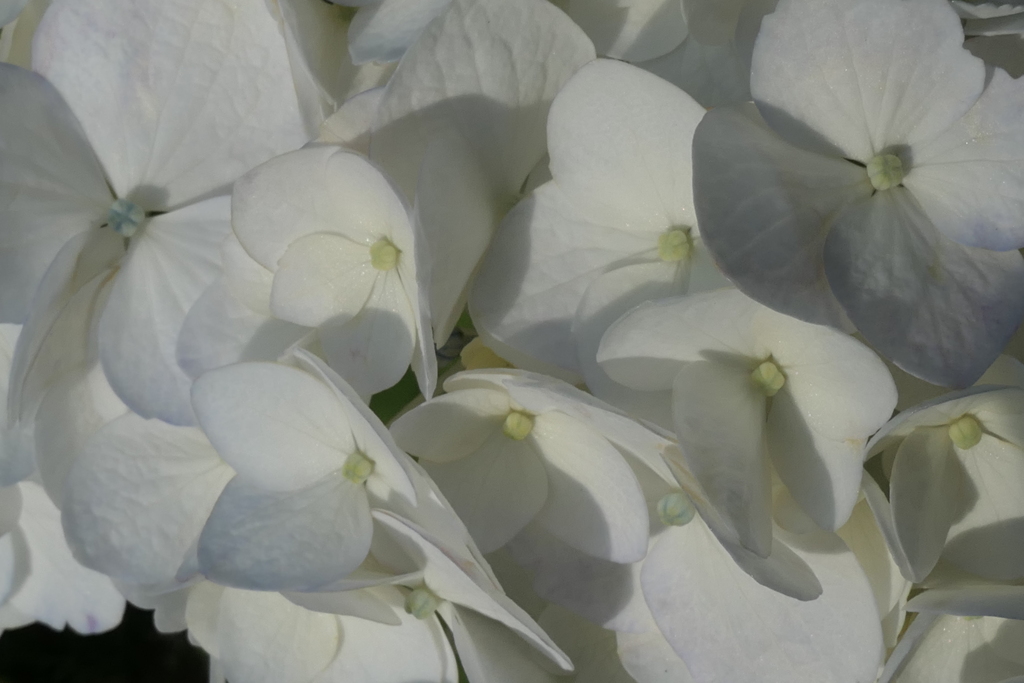 P1023846　あじさい