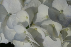 P1023846　あじさい