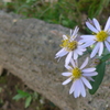 P1180713　野菊