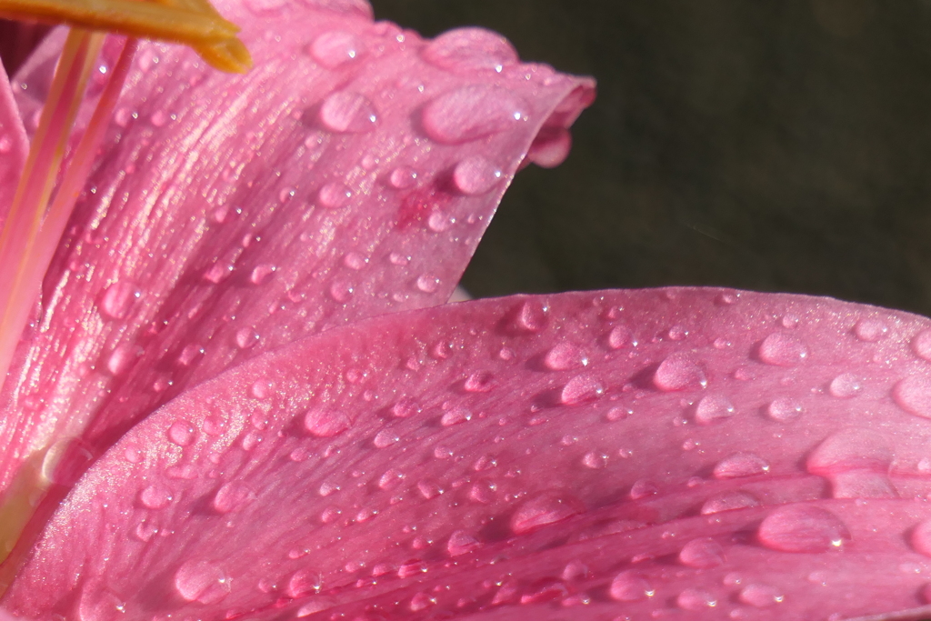 P1046385　雨上がりの朝に