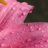 P1046385　雨上がりの朝に