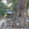P1180083　大楠