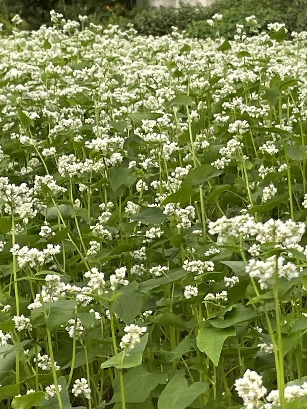 IMG_0264　蕎麦畑