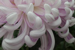 P1069451　菊