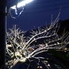 P1070008　灯り