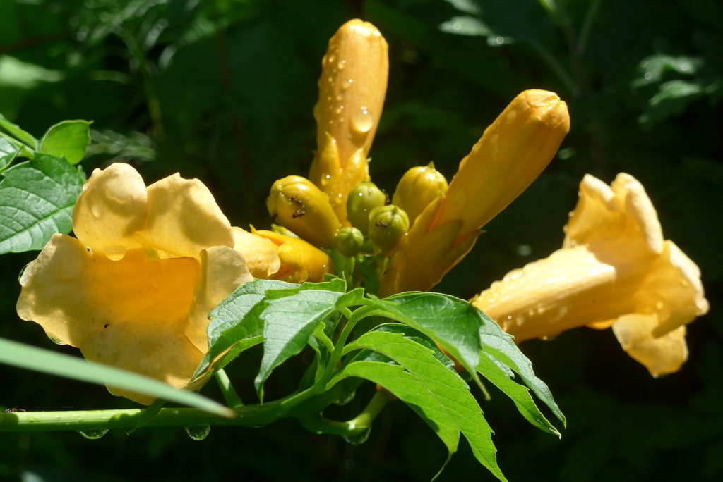 P1230776　梅雨の晴れ間に