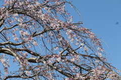 P1001287　しだれ桜