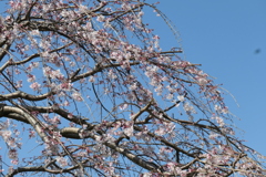 P1001287　しだれ桜