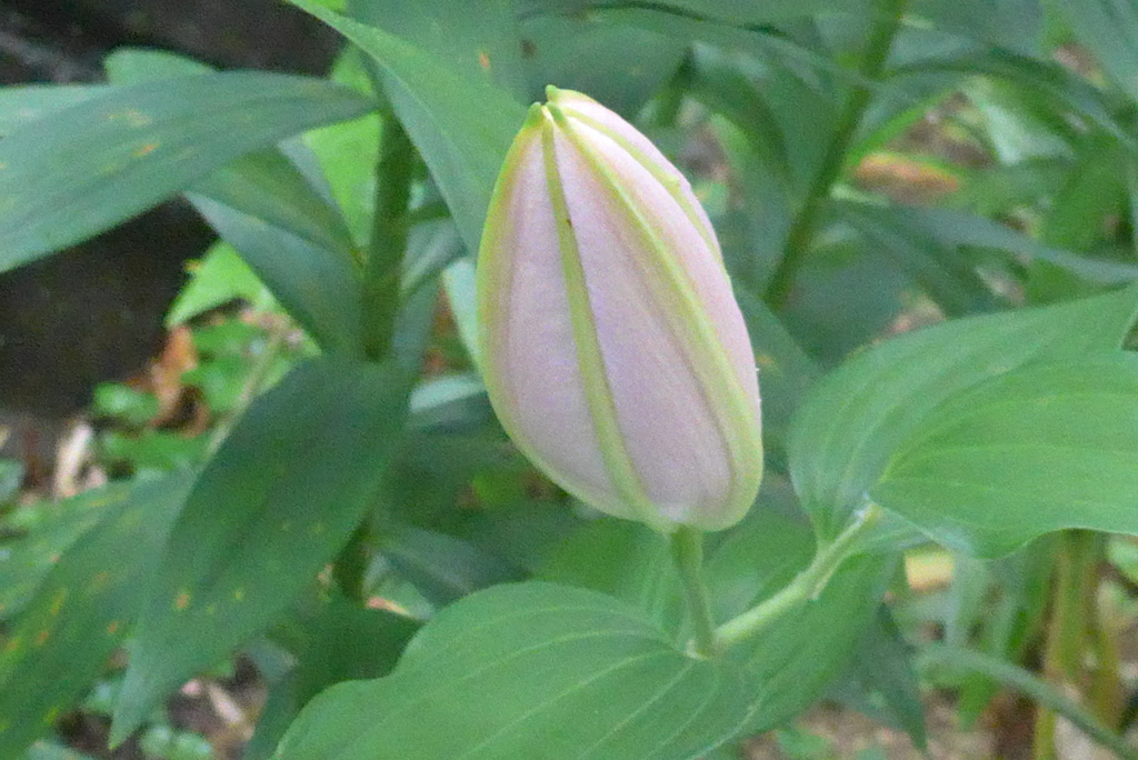 P1380859　つぼみ