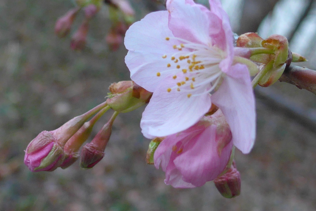 P1070325　河津桜