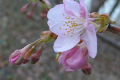 P1070325　河津桜