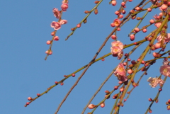 P1390473　枝垂れ梅