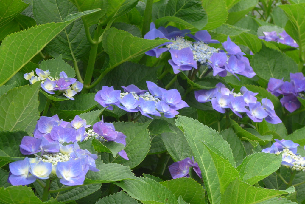 P1230491　あじさい