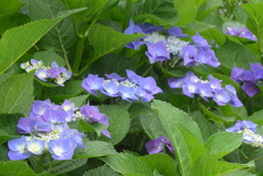 P1230491　あじさい