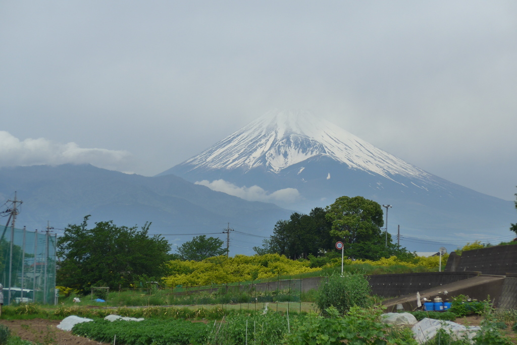 P1150507　5月9日 今日の富士山