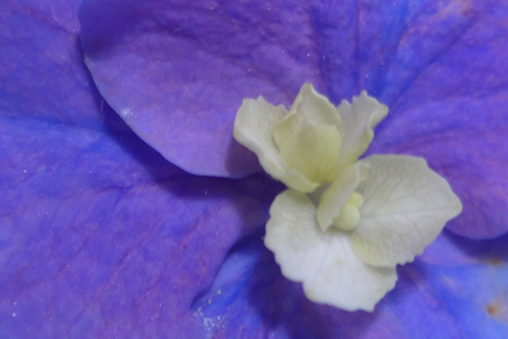 P1170111　あじさい