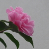 P1180739　サザンカ